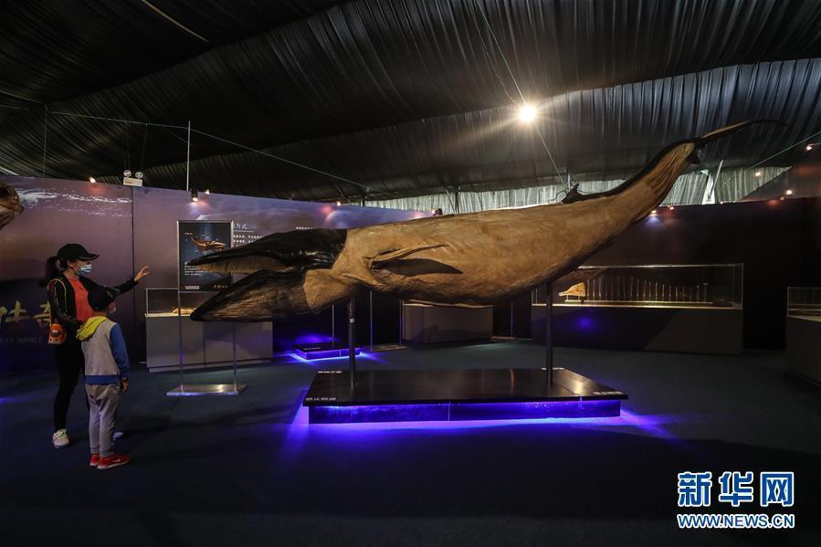 抹香鲸塑化标本大连展出 标本制作历时4余年