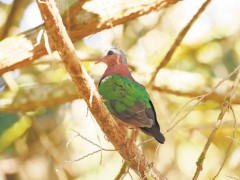 绿翅金鸠显真容 武夷山国家公园鸟类增至391种