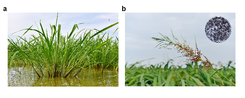 和稻属植物亲缘关系更近,基因编辑技术能否助中国菰“出道”？