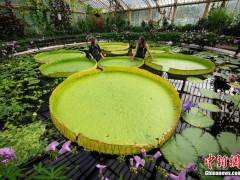 英国发现巨型睡莲新品种 叶面直径可达3米