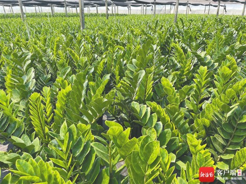 乐东引进新奇特果蔬新品种，打造热带高效农业新格局