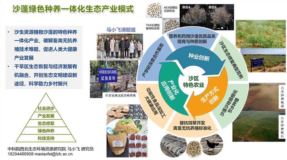沙蓬绿色种养一体化生态产业模式